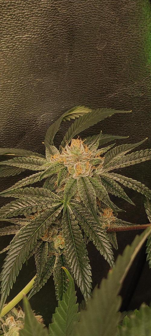 Mimosa #1. Week 11