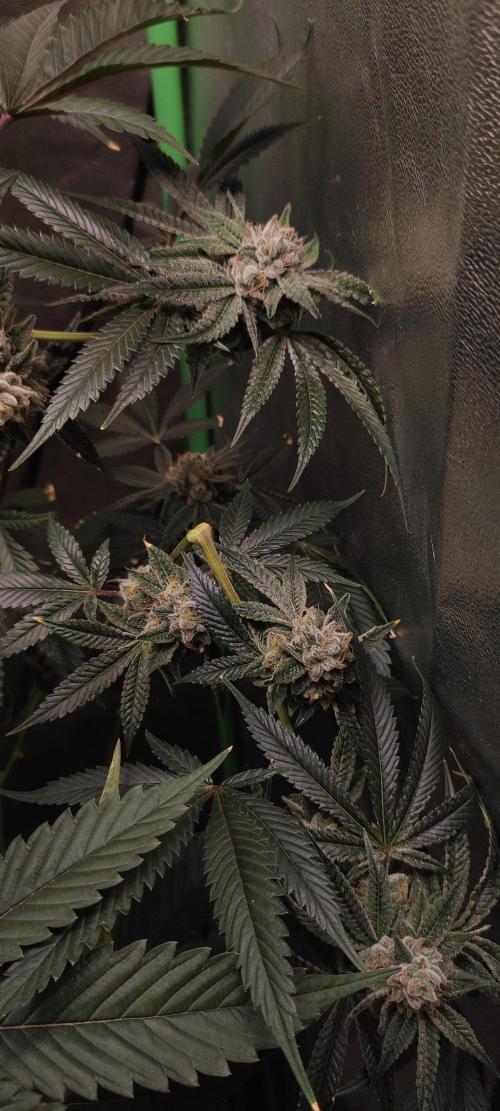 Mimosa #1. Week 11