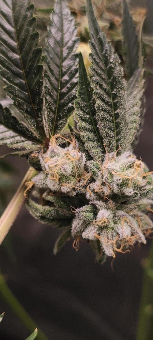 Mimosa #1. Week 11