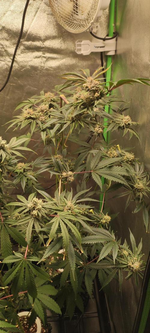 Mimosa #1. Week 11