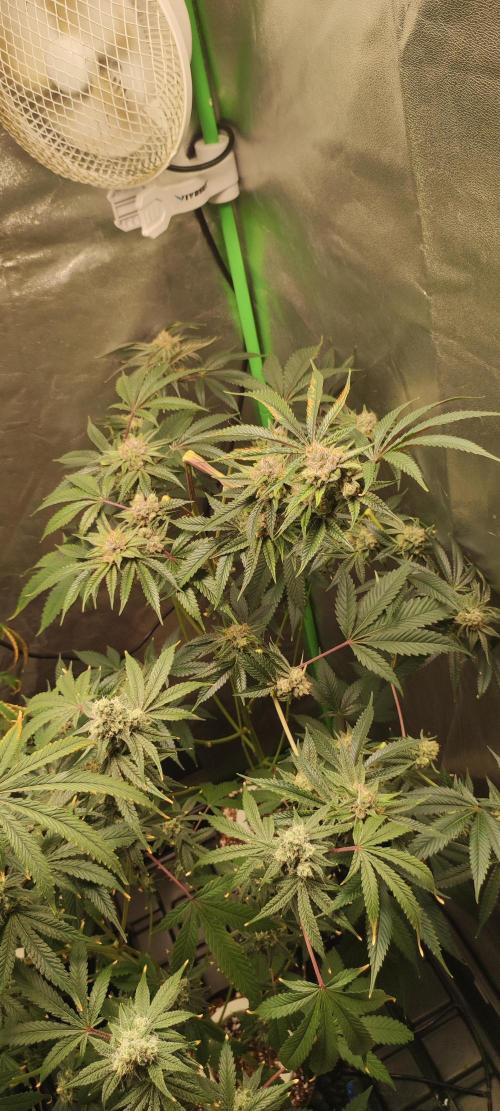 Mimosa #1. Week 11