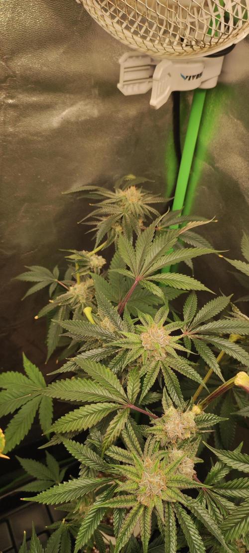 Mimosa #1. Week 11
