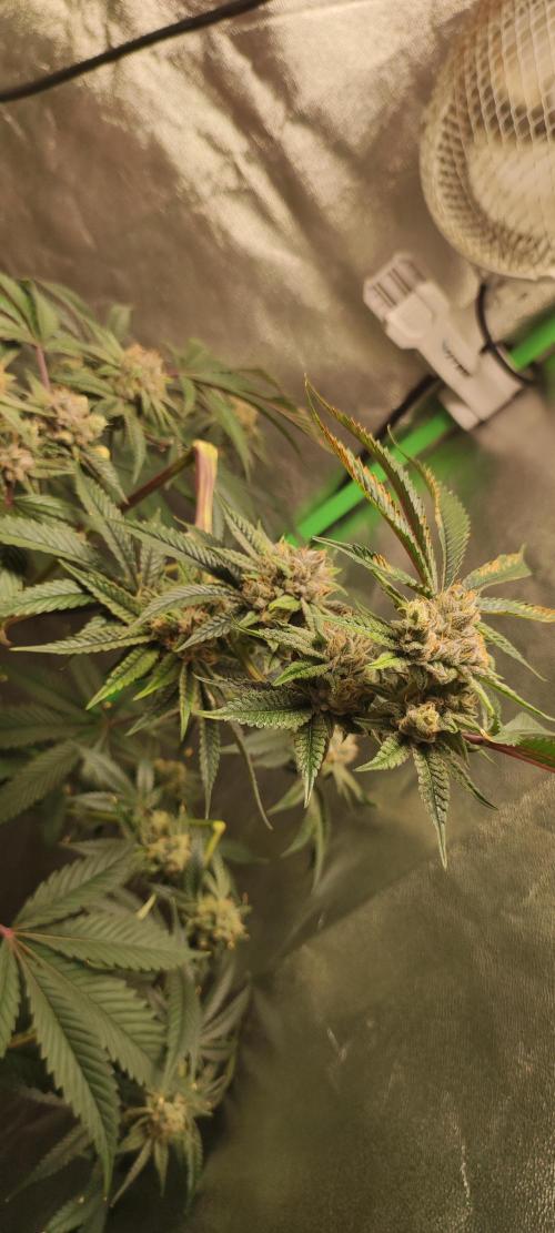 Mimosa #1. Week 11