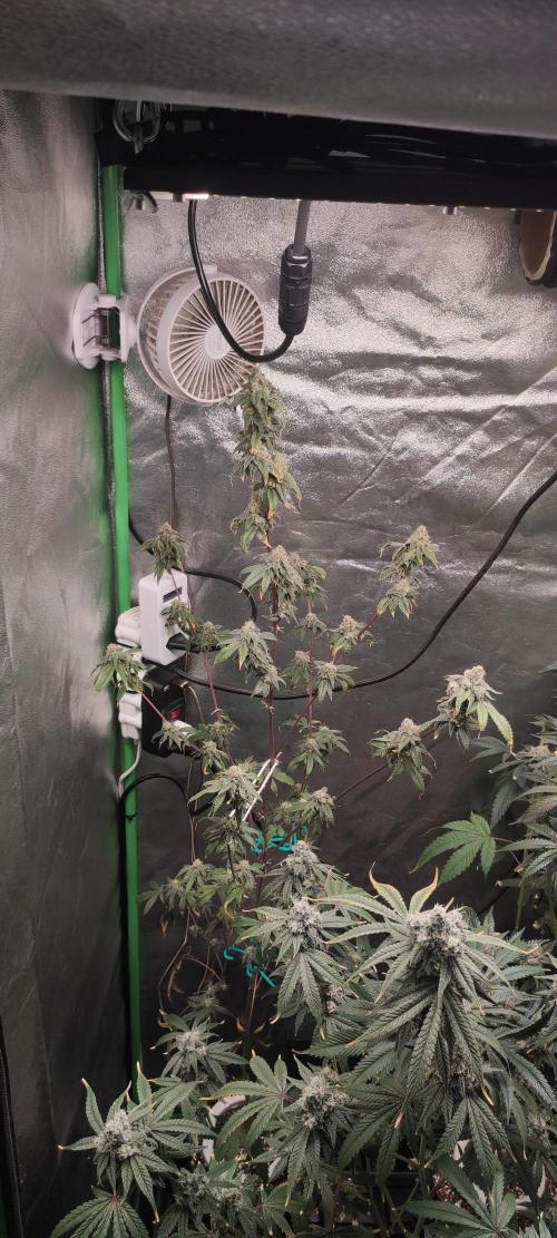 Strawberry Cough. Week 14