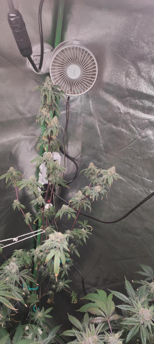 Strawberry Cough. Week 14