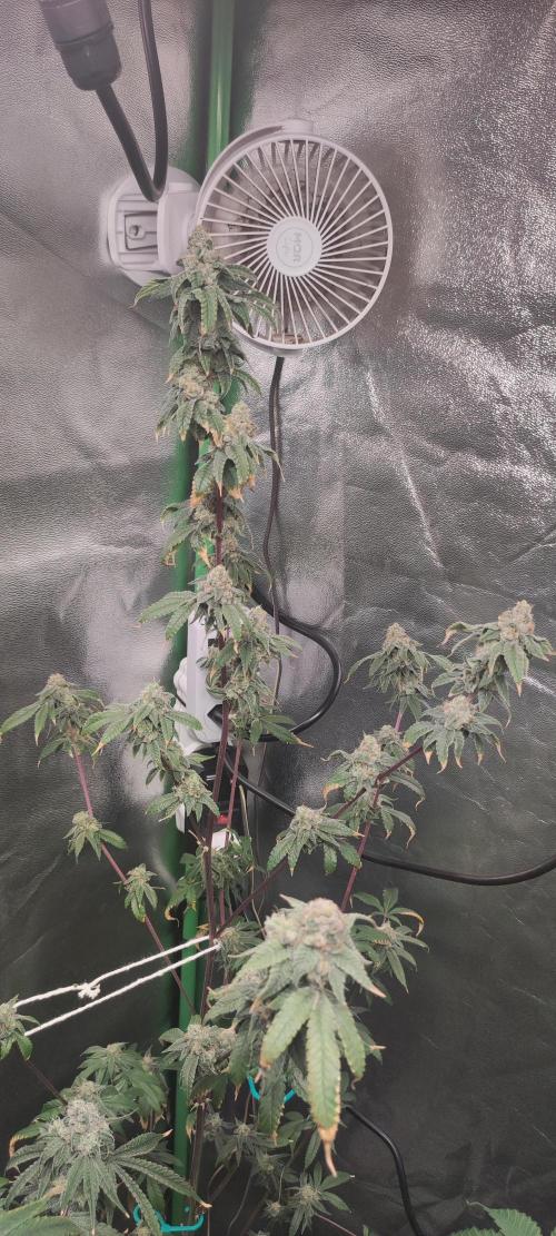 Strawberry Cough. Week 14