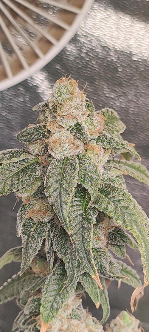 Strawberry Cough. Week 14