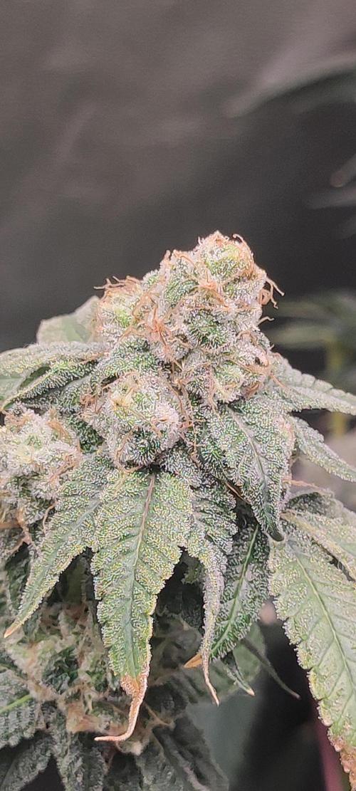 Strawberry Cough. Week 14