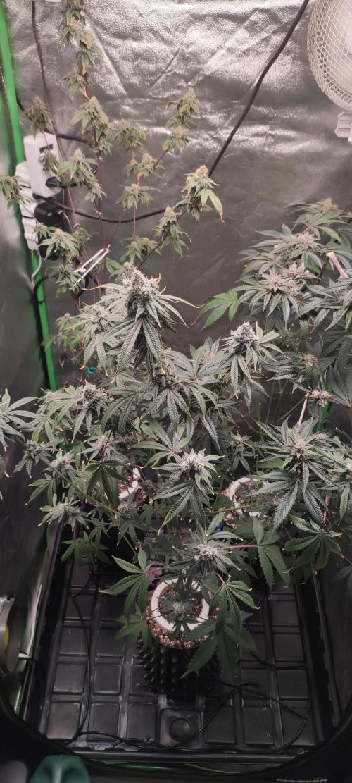 Strawberry Cough. Week 14