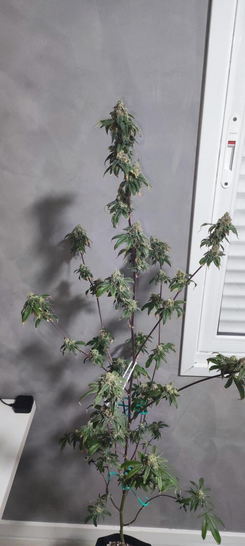 Strawberry Cough. Week 15