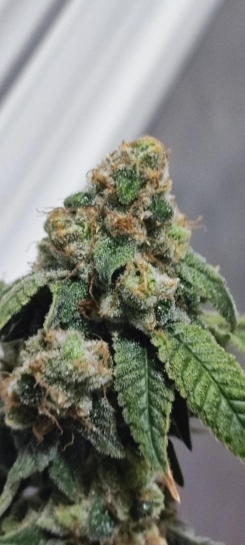 Strawberry Cough. Week 15