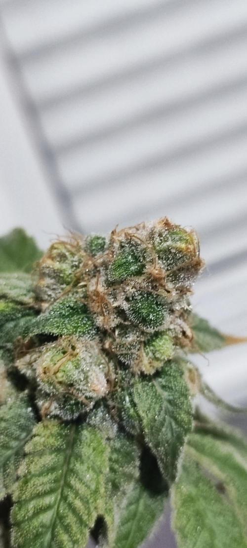 Strawberry Cough. Week 15