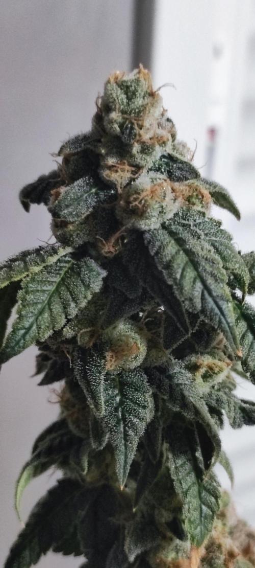 Strawberry Cough. Week 15