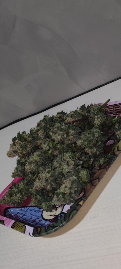 Strawberry Cough. Week 15