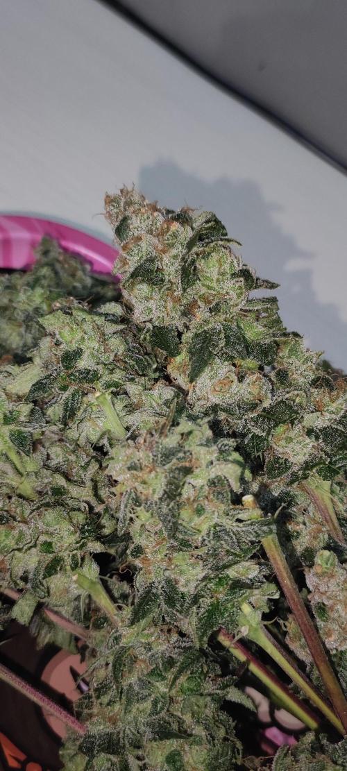 Strawberry Cough. Week 15