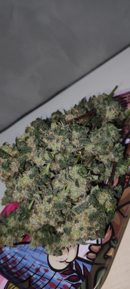 Strawberry Cough. Week 15
