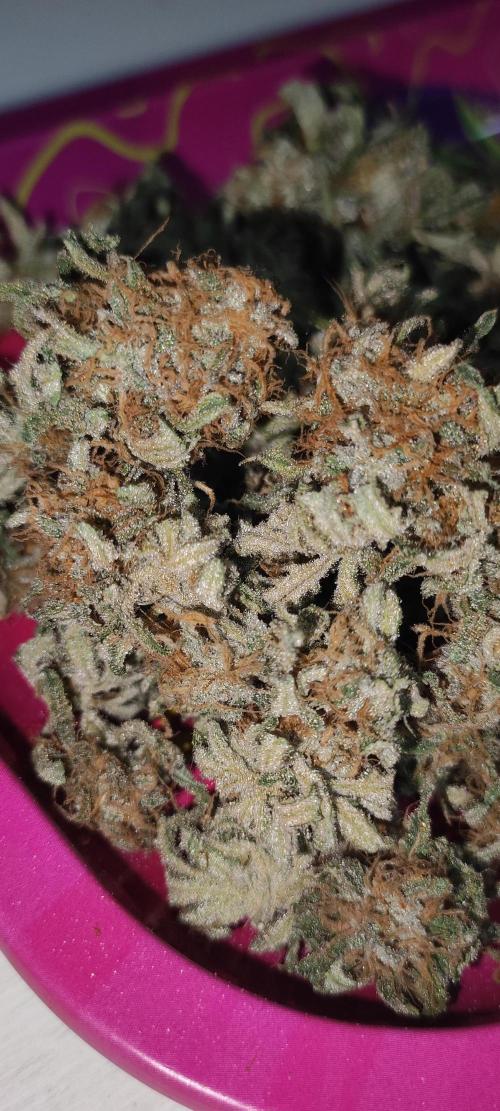 Julieta. Week 15