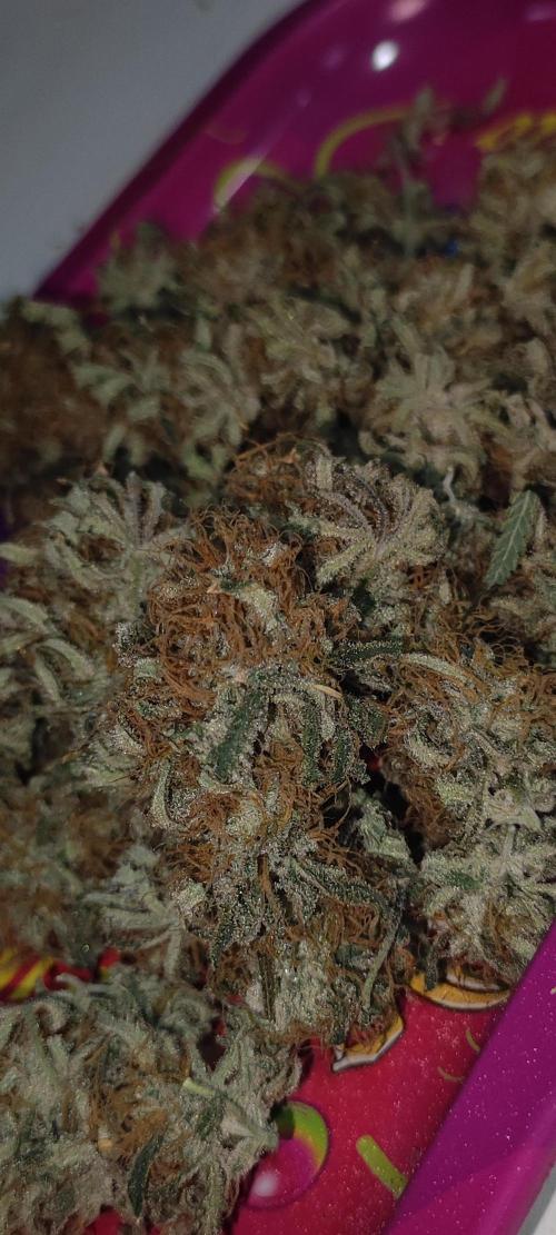 White Widow x Freakshow. Week 15