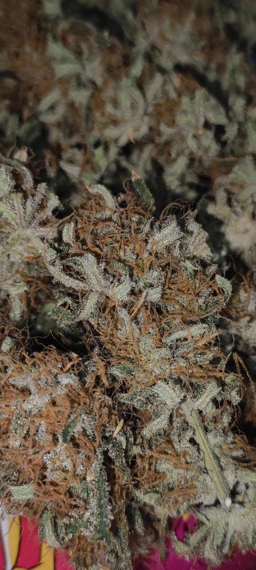 White Widow x Freakshow. Week 15