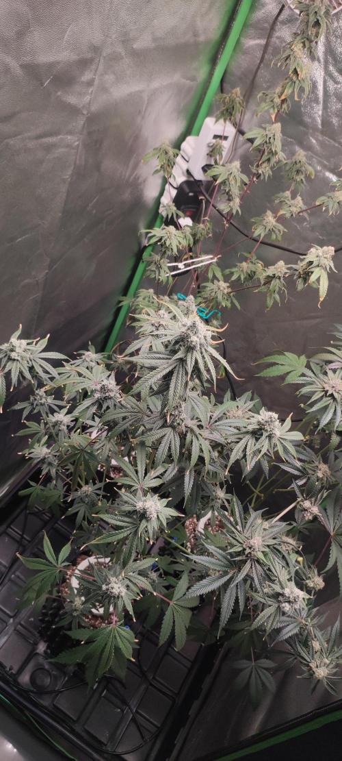 Garlotti #1. Week 12