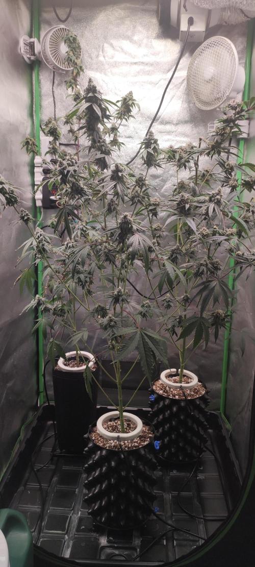 Garlotti #1. Week 12