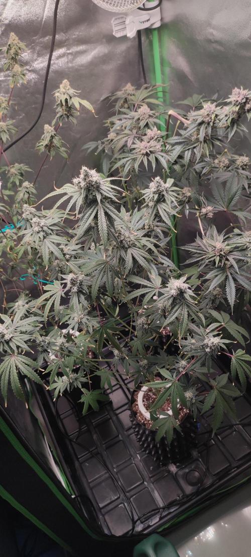 Garlotti #1. Week 12