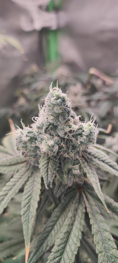 Garlotti #1. Week 12