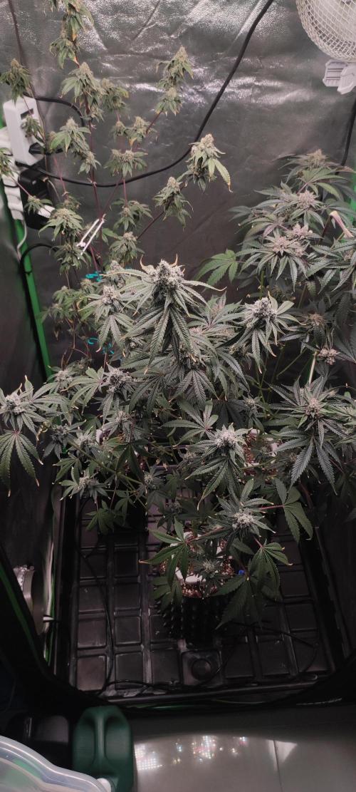 Garlotti #1. Week 12