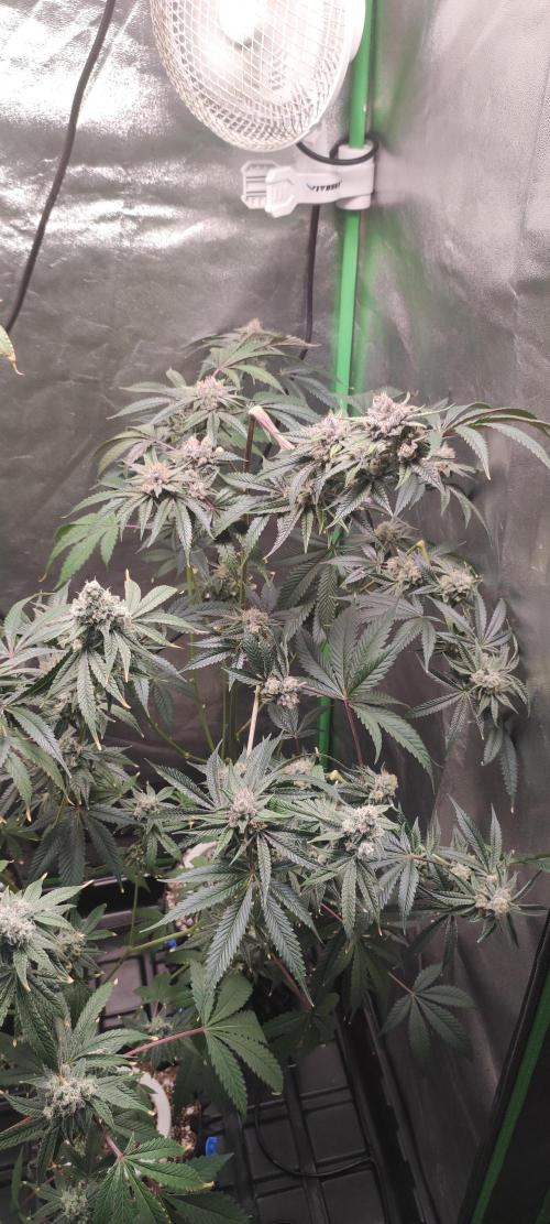 Mimosa #1. Week 12