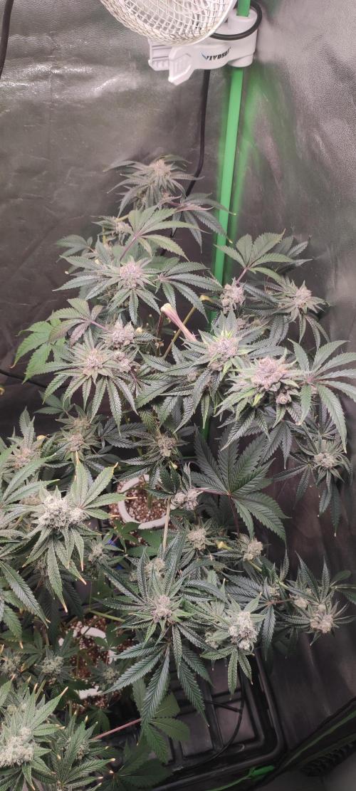 Mimosa #1. Week 12