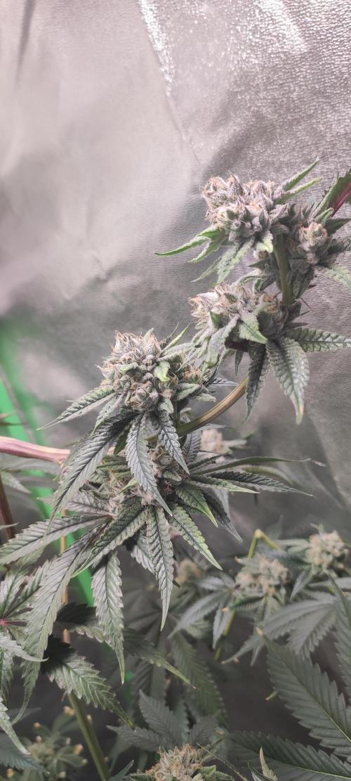 Mimosa #1. Week 12