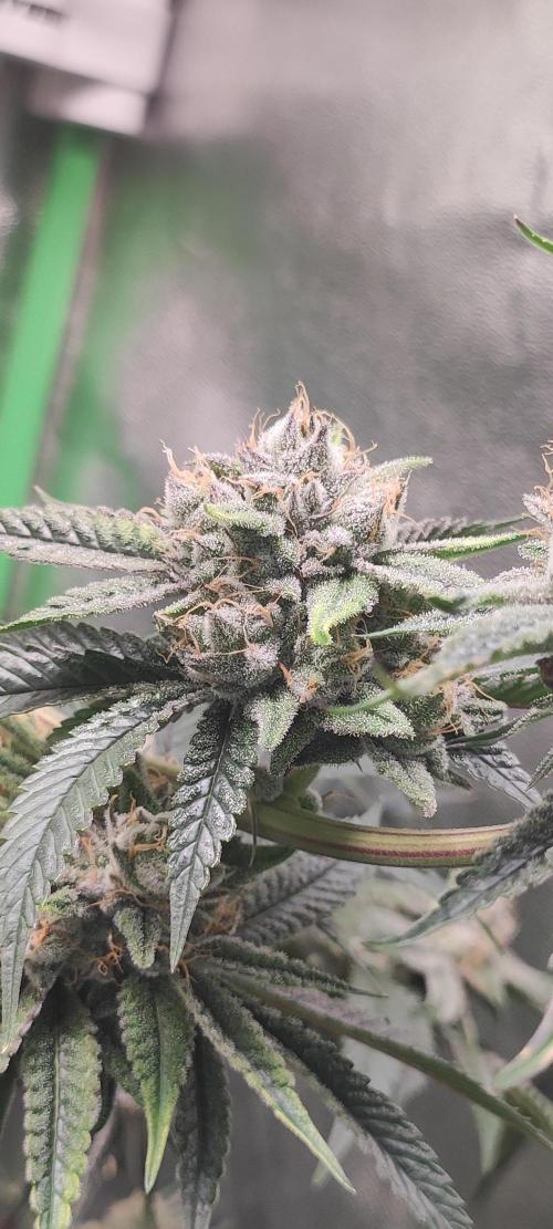 Mimosa #1. Week 12