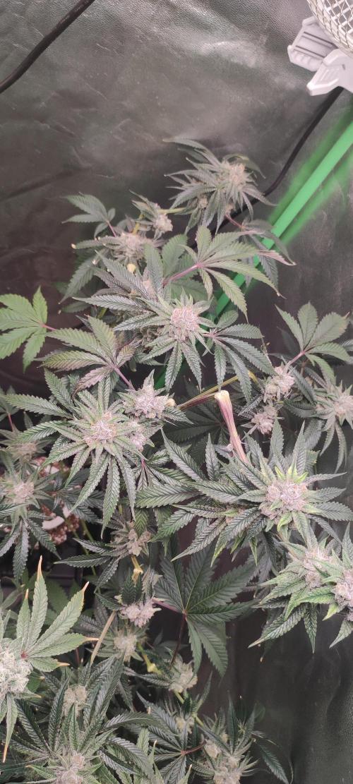 Mimosa #1. Week 12