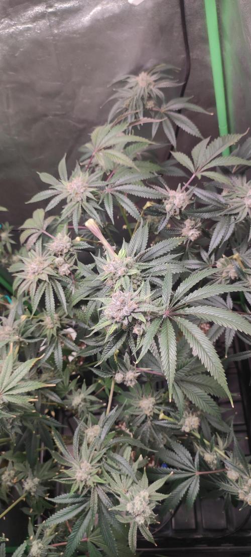 Mimosa #1. Week 12