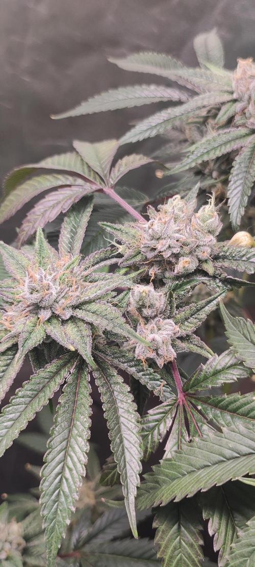 Mimosa #1. Week 12