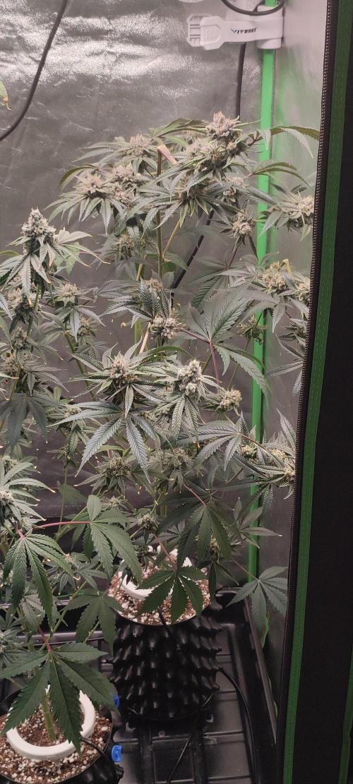 Mimosa #1. Week 12