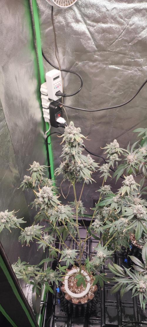 Garlotti #1. Week 13