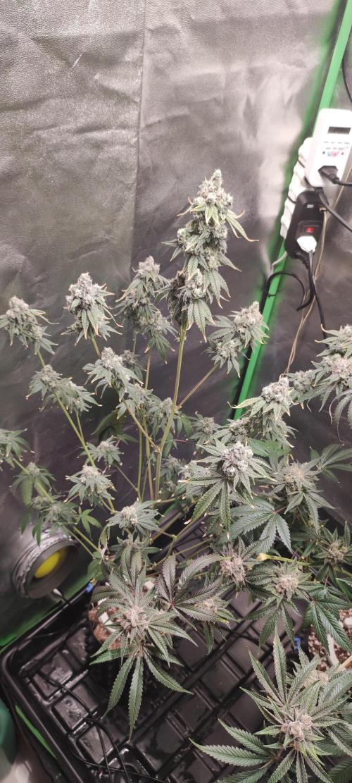 Garlotti #1. Week 13