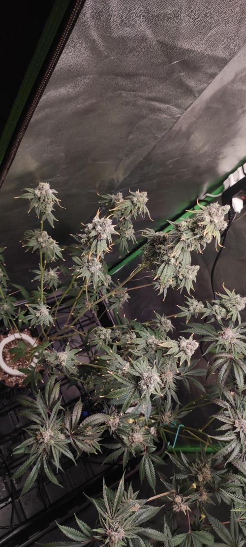 Garlotti #1. Week 13