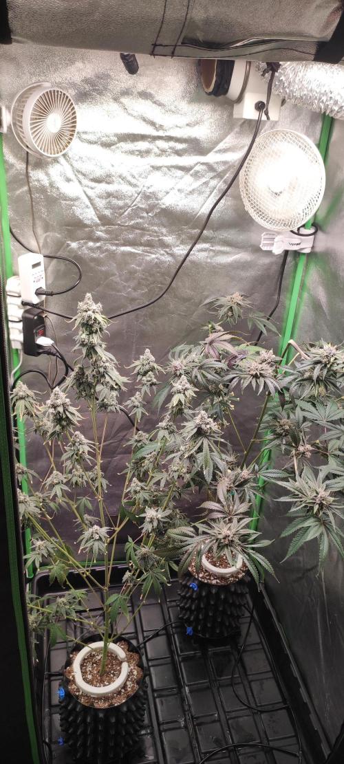 Garlotti #1. Week 13