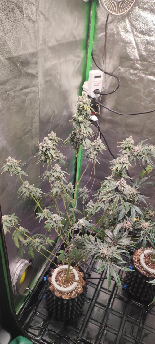 Garlotti #1. Week 13