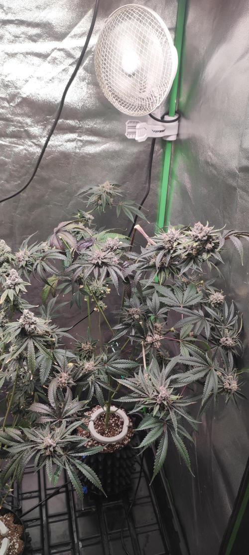 Mimosa #1. Week 13