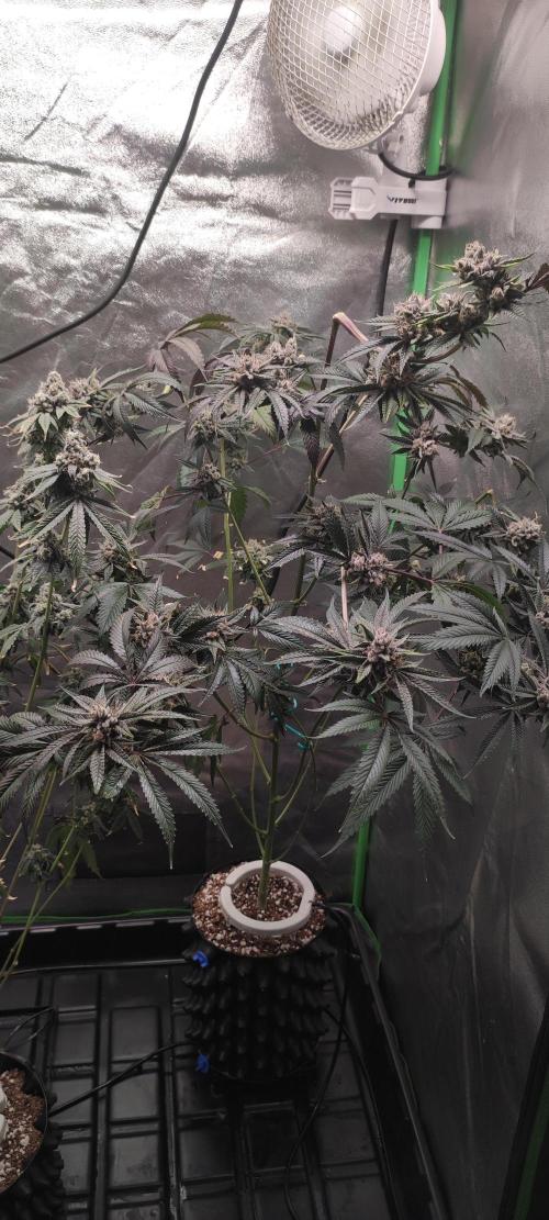 Mimosa #1. Week 13