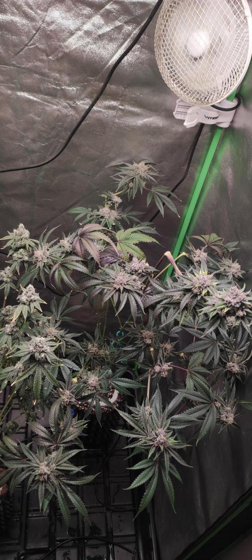 Mimosa #1. Week 13
