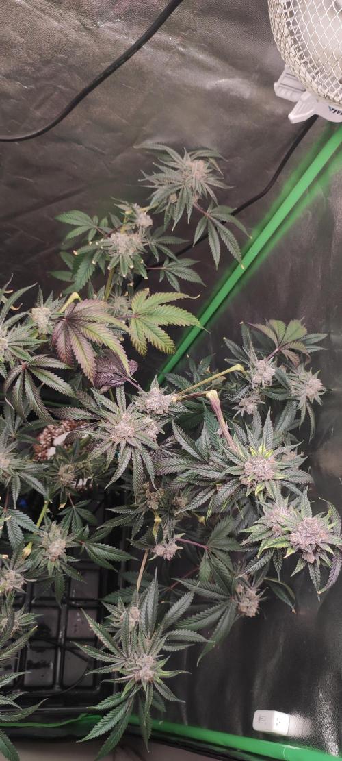 Mimosa #1. Week 13