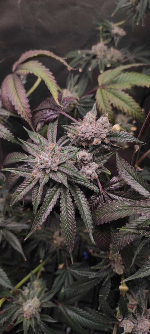 Mimosa #1. Week 13