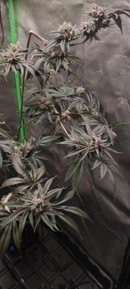 Mimosa #1. Week 13