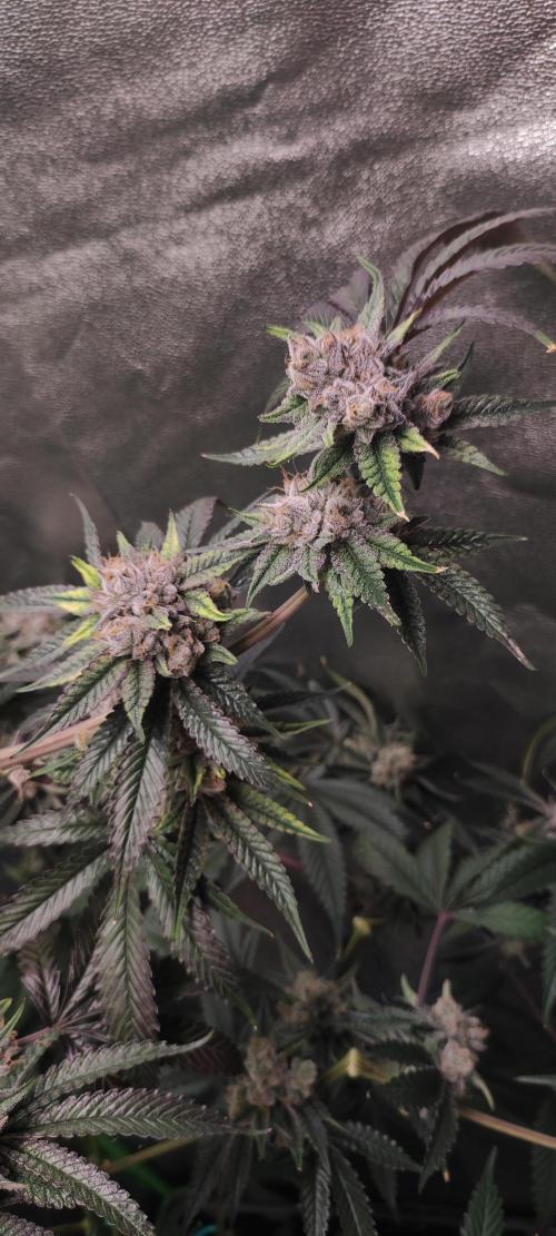 Mimosa #1. Week 13
