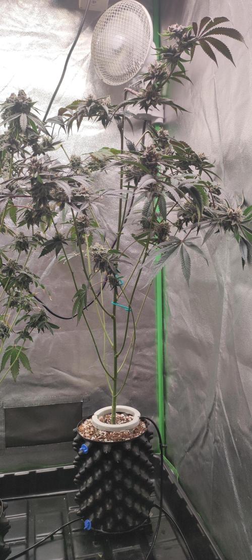 Mimosa #1. Week 13