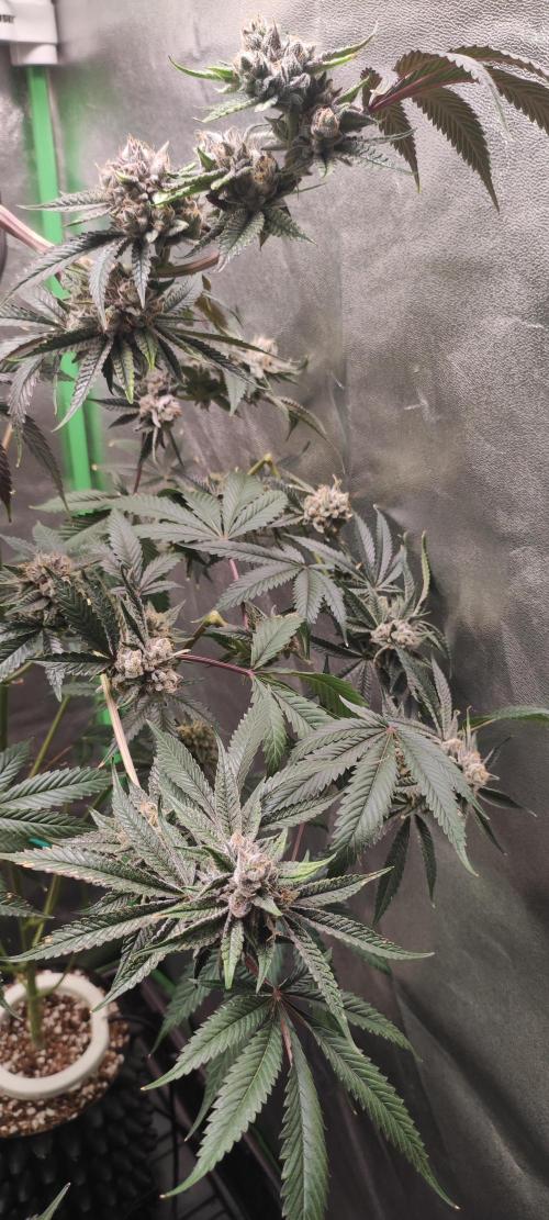 Mimosa #1. Week 13
